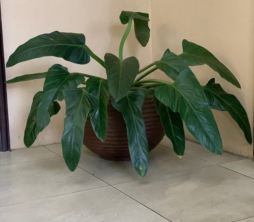FILODENDRON IMPERIAL