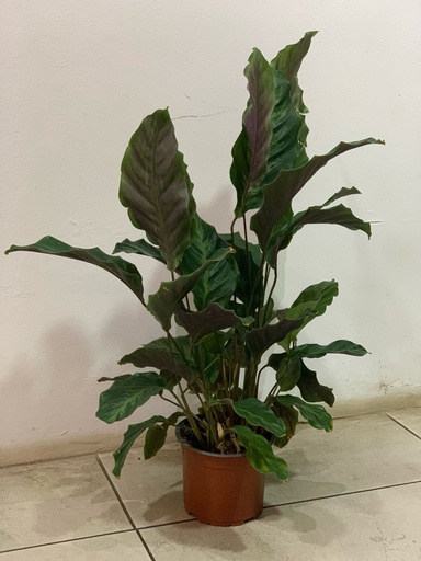 CALATHEA MACETA 14