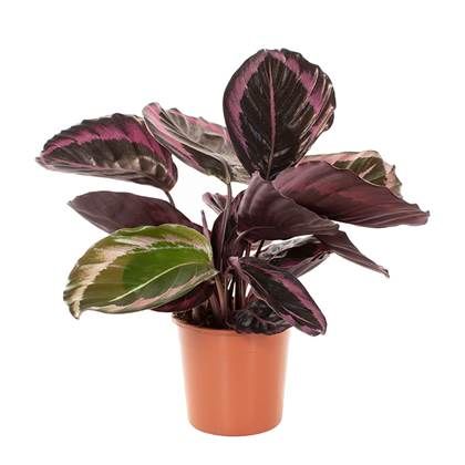 [CEA1410] CALATHEA ROSEOPTICA