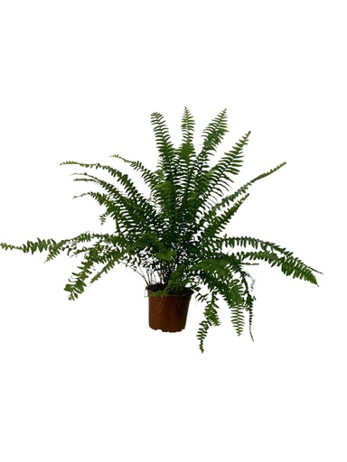 FICUS TINEKE (copia)